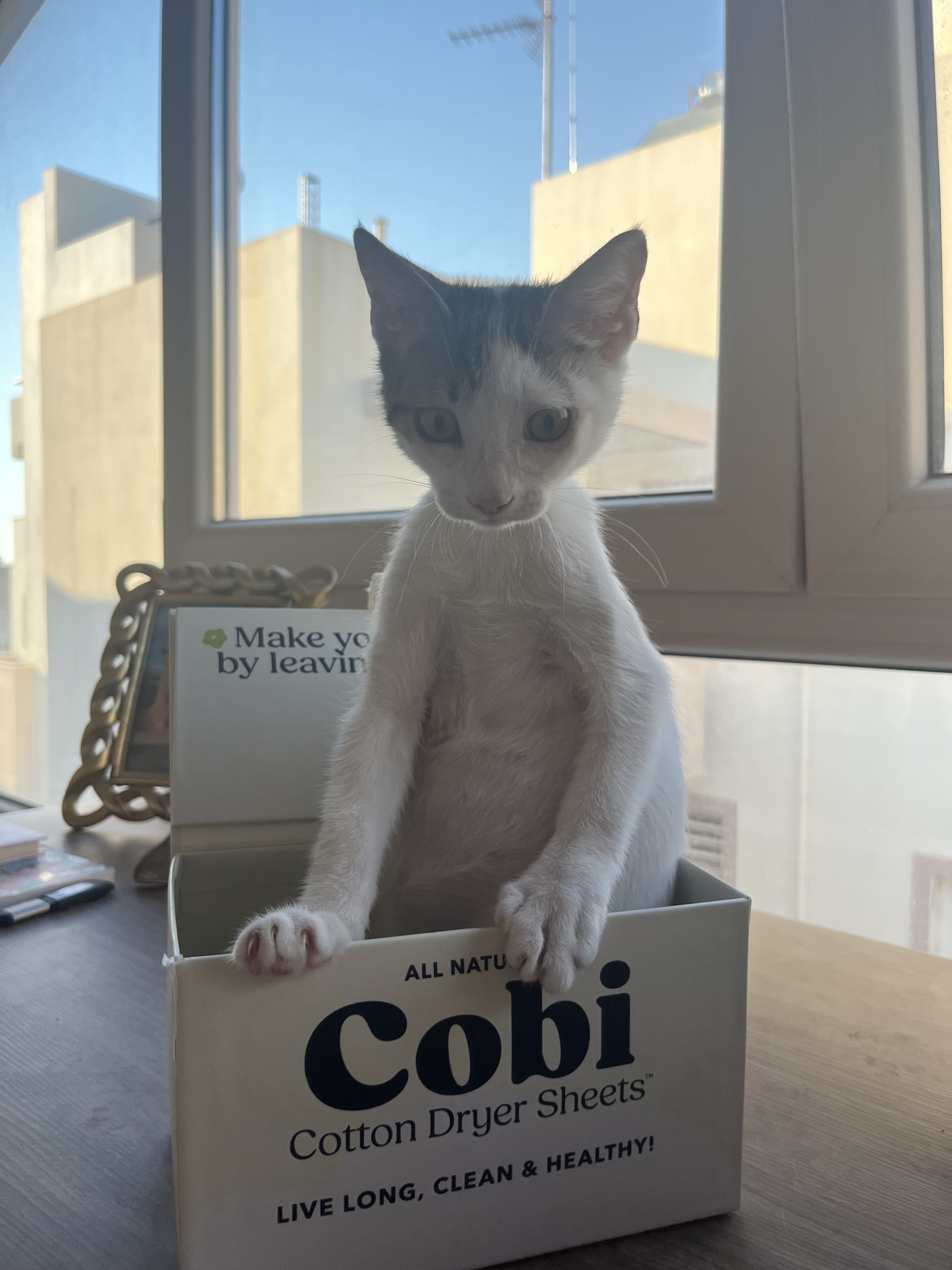 Kitten sitting in Cobi Cotton Dryer Sheets box