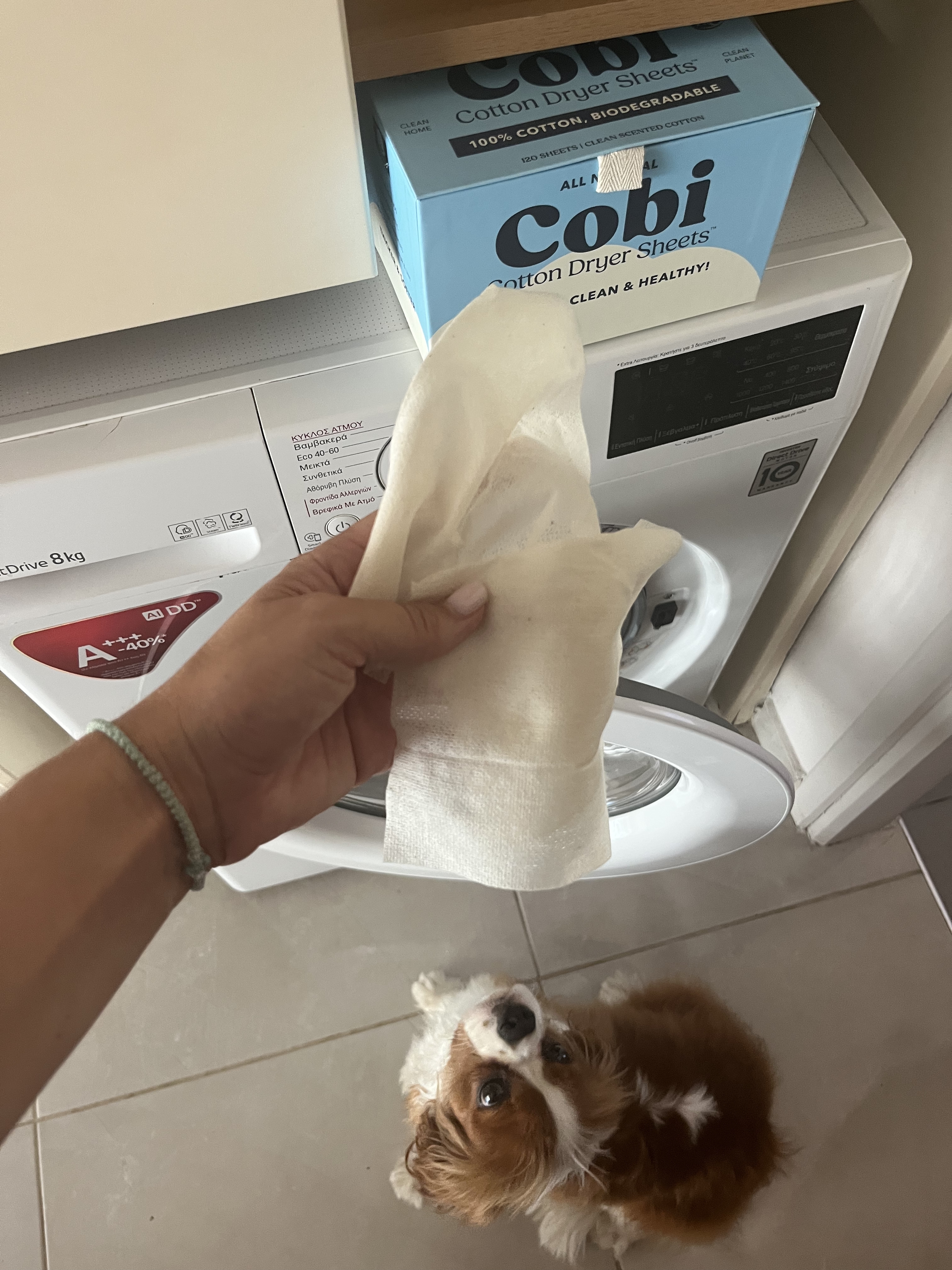 Hand holding Cobi dryer sheet in front of washer with dog looking up